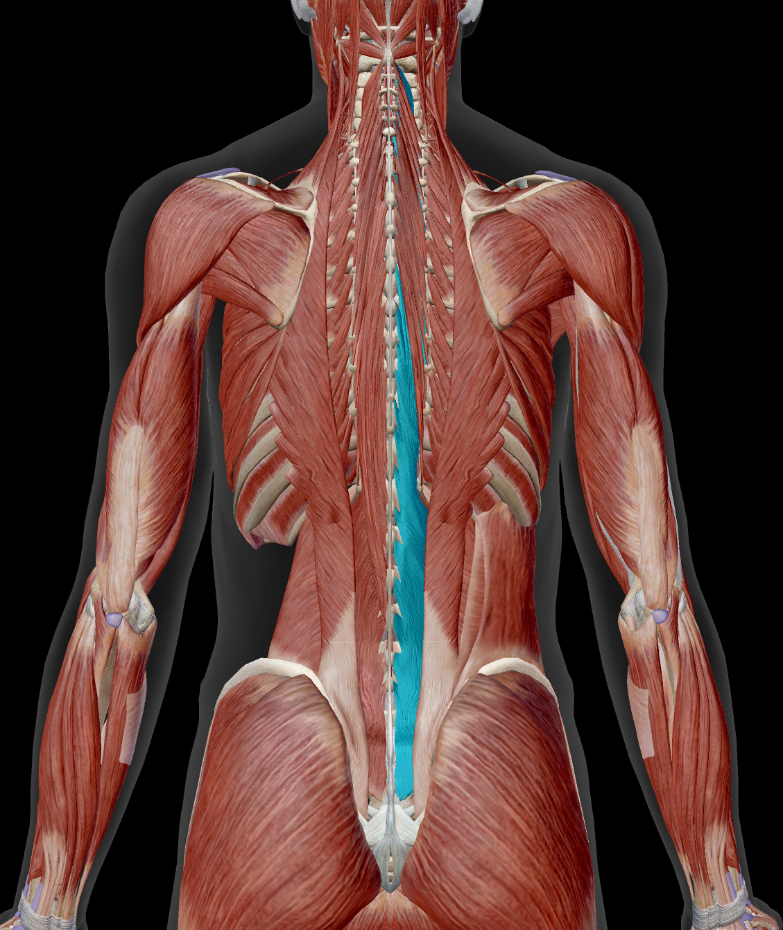 <p>Multifidis</p><p>Origin: Sacrum, ilium, transverse processes of lumbar, thoracic, and C4-C7</p><p>Insertion: Spinous processes of a more superiior vertebra </p><p>Action: <strong>Together</strong>: Extend vertebral column <strong>Singly</strong>: Laterally flex vertebral column and rotate head to opposite side</p><p>Innervation: Spinal Nerves</p>