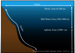 pelagic: open water
photic: where light reaches
batheal: less light
abyssal: no light
benthic: the bottom/sea floor regardless of depth
coastal: on the coast