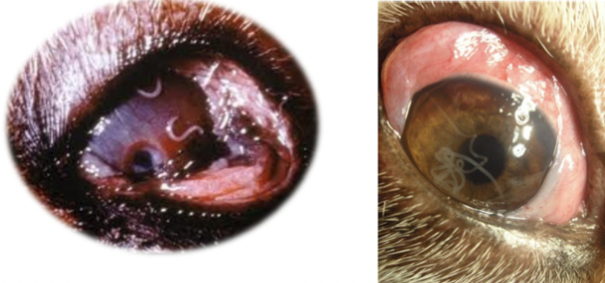 <p>Which parasite is seen in the image on the right?</p>