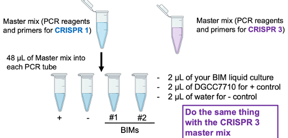 <ul><li><p>1 BIM from 2972 infection </p></li><li><p>1 BIM from 858 infection </p></li><li><p> 1 positive control (DGCC7710) </p></li><li><p> 1 negative control (no bacteria) </p></li></ul><p>*4 reactions with CRISPR1 primers, 4 reactions with CRISPR3 primers</p><p>*Add all PCR reagents + primers for CRISPR1/3 and add master mix to (-) control last</p>