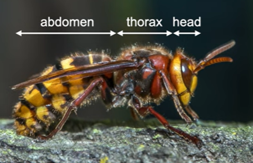 <ol><li><p><strong>abdomen</strong></p></li><li><p><strong>thorax</strong></p></li><li><p><strong>head</strong></p></li></ol><p></p>