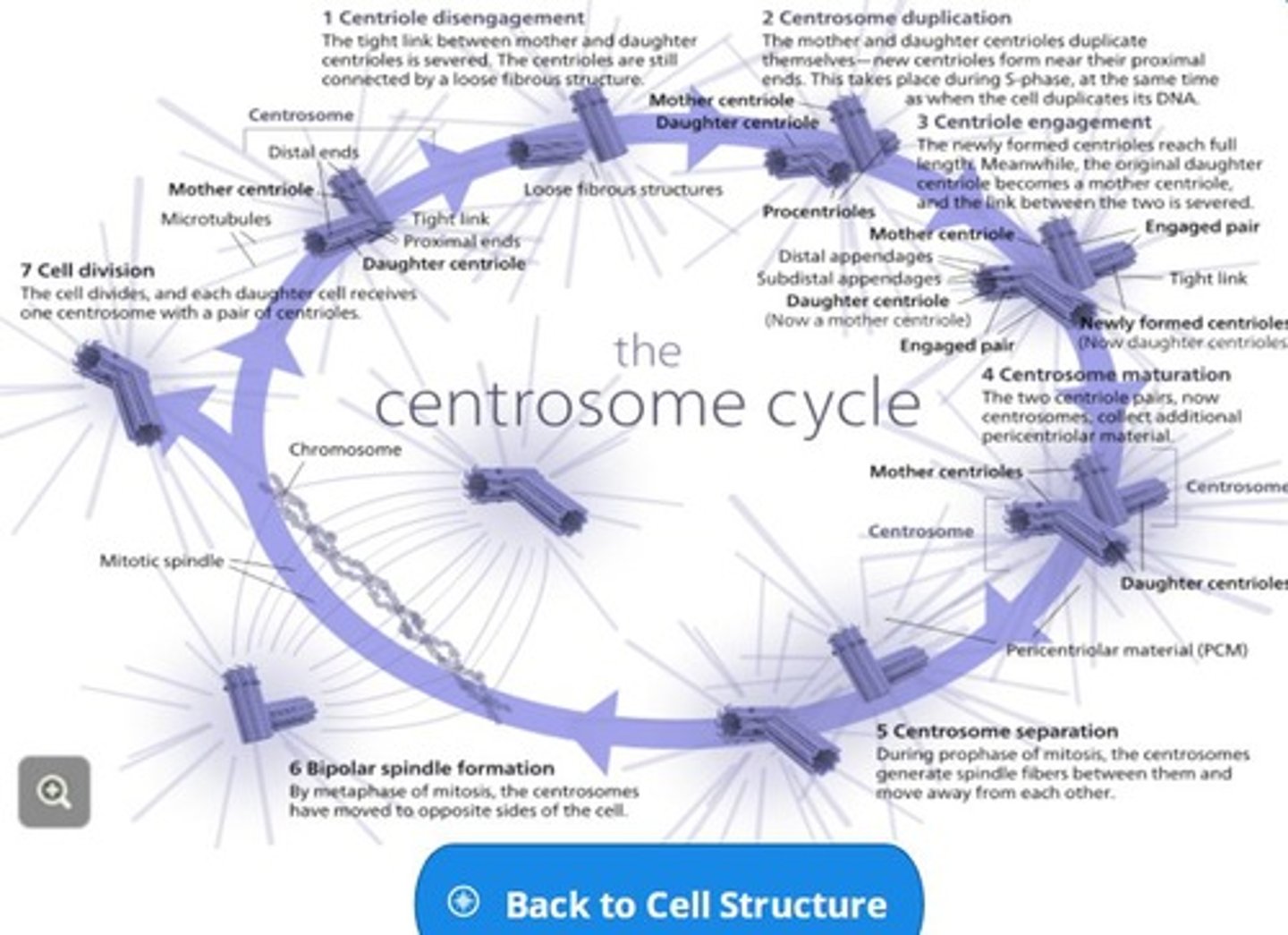 <p>the centriole containing region of clear cytoplasm adjacent to the cell nucleus.</p>