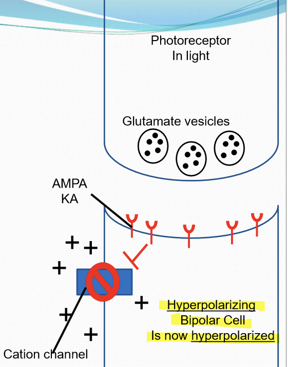 <p>Has AMPA and KA glutamate receptors. Ionotropic: when AMPA and KA are stimulated by glutamate, they trigger the opening of cation channels. Cation channel opening will <strong>depolarize </strong>the cell. UPON light stim, glutamate release is reduced, the HBC cation channel close and the cell becomes <strong>hyperpolarized</strong>. </p>