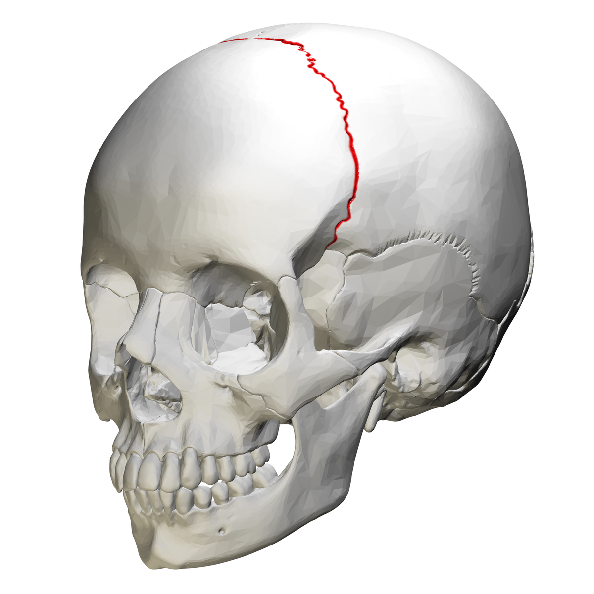 <p>Name the suture</p>