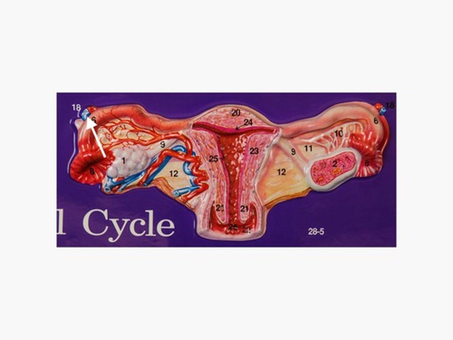 knowt flashcard image