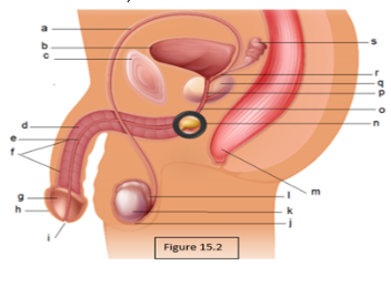 <p>Prostate</p>