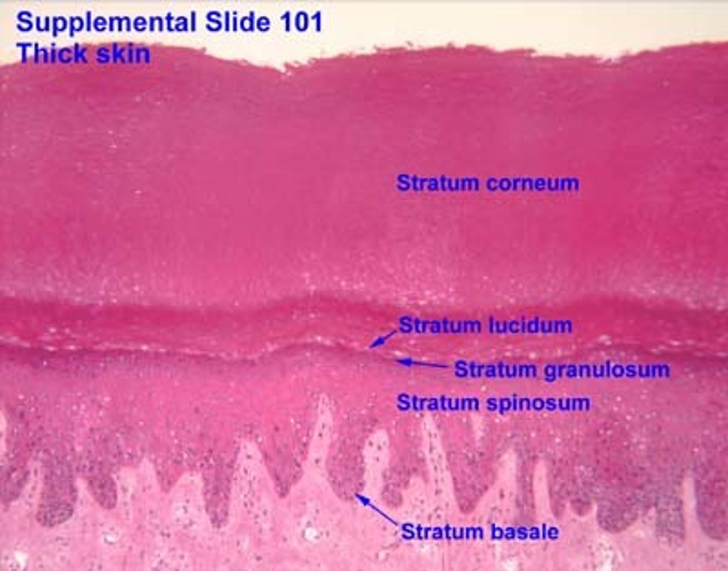 <p>Deepest layer &amp; single row of stem cells</p>
