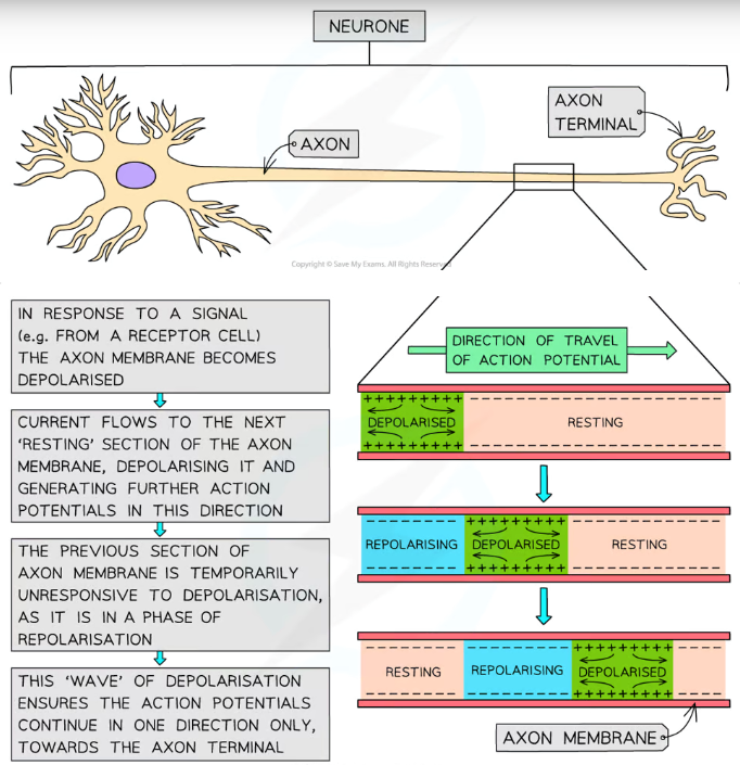 <ul><li><p>An action potential in one section of a neuron acts as a <strong>stimulus </strong>for sodium ion channels to open further along, <strong>depolarising </strong>the next section, moving like a <strong>wave</strong></p></li><li><p>This forces the impulse to travel in only <strong>one direction</strong>, as the previous section is in a <strong>refractory period</strong>, where it is <strong>repolarising </strong>and is <strong>unresponsive</strong> to stimulus</p></li></ul><p></p>