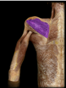 <p>Name this muscle and it’s insertion</p>