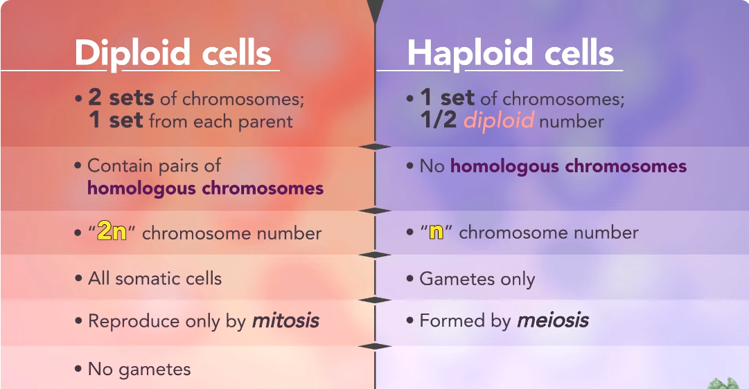 <p><strong>Diploid (2n): </strong>The completed pair of chromosomes that are received from both parents (23 from mom and 23 from dad)</p><p><strong>Haploid (n): </strong>The number of homologous chromosome pairs characteristic of an organism or species —&gt; <strong>equal to ½ of a diploid (just 1 chromosome)</strong></p><ul><li><p>they are the gametes (i.e. sperm and egg)</p></li></ul><p></p>