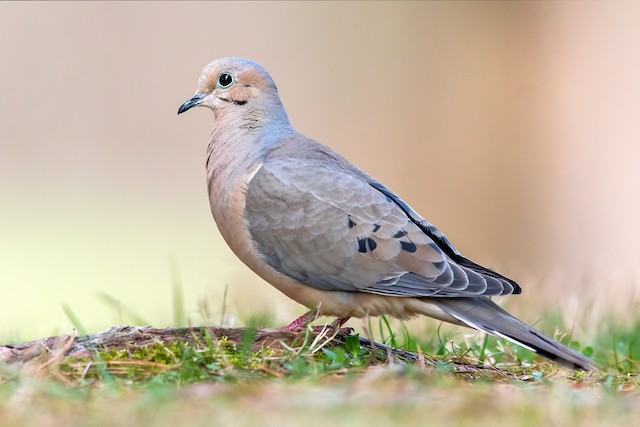 Columbiformes - Columbidae - Zenaida macroura