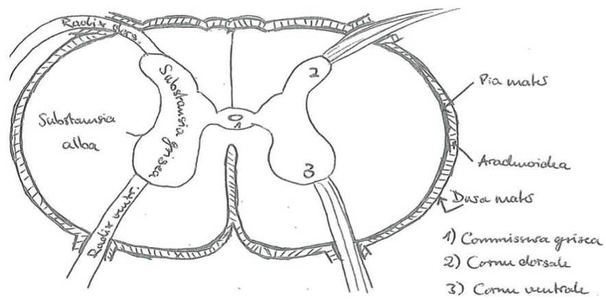 OBS husk Medulla: Dorsalrods ganglie, lateral horn/cornu laterale (– sympaticus), fissura mediana, septum mediana dorsale, commisura grisea ligger både dorsalt og ventralt for canalis centralis.

\
Meninges/medulla: lig. denticulata