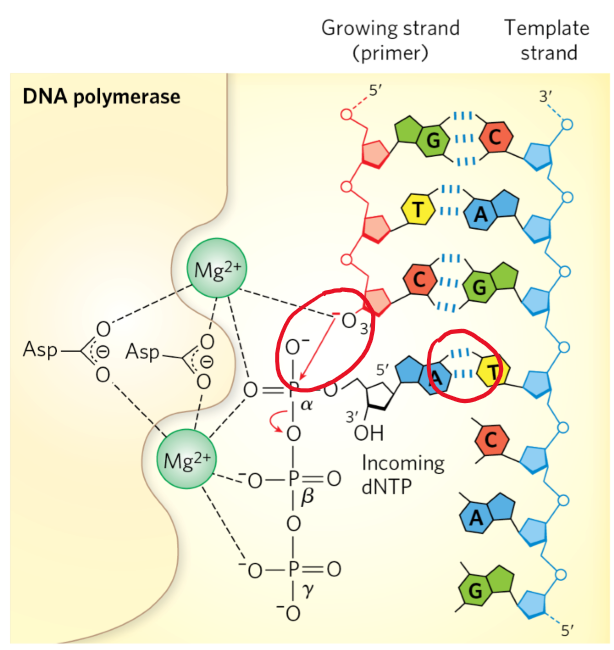 <p>synthesizes new DNA polymers in template driven process in 5’→3’ direction</p><p></p><p>requires:</p><ol><li><p>single-stranded template</p></li><li><p>deoxyribonucleotides w/ 5’ triphosphate = dNTPs</p></li><li><p>Mg2+ ions = co-factor for polymerase</p><ol><li><p>aspartic acid residues = (-)</p></li><li><p>Mg2+ has to be in right spot to stabilize transition state at 3’OH</p></li><li><p>catalyzes reaction</p></li></ol></li><li><p>annealed primer w/ free 3’OH </p><ol><li><p>often RNA</p></li></ol></li></ol><p></p>