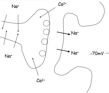 <p>Is this an excitatory transmission or an inhibitory transmission</p>