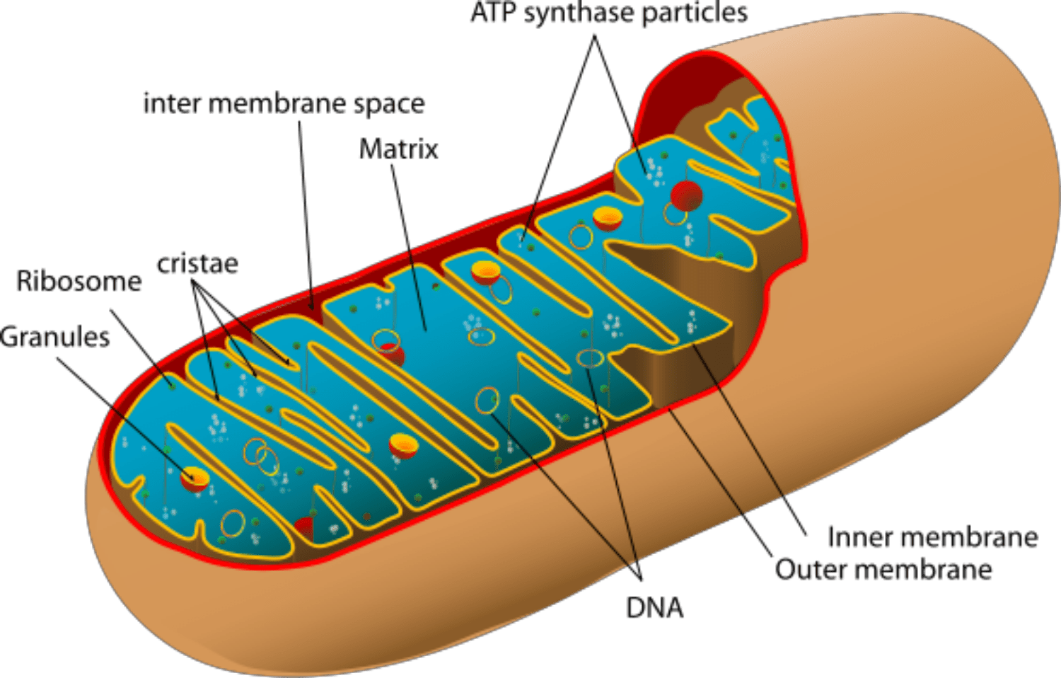 <ul><li><p>Double membrane (outer membrane is smooth, and inner membrane is highly convoluted (folded), forming folds called<strong> cristae</strong></p></li><li><p>Functions in the production of ATP energy that eukaryotic cells can use for work.</p></li><li><p>Cells have multiple of these</p></li><li><p>Krebs Cycle (Citric Acid Cycle) reactions occur in the matrix</p></li></ul><p></p>
