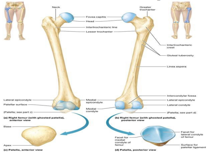 <ul><li><p>Femur – largest and strongest bone in body and only bone in thigh</p></li><li><p>Proximal epiphysis features prominent spherical head; articulates with acetabulum at hip joint</p><ul><li><p>Fovea capitis – small pit in center of head where small ligament attaches to stabilize joint</p></li></ul></li><li><p>Triangular patella (kneecap) articulates with patellar surface on femur</p></li><li><p>Sesamoid bone located within tendon of anterior thigh muscle</p><ul><li><p>Patellar ligament – distal continuation of this tendon; inserts into tibia; secures bone over anterior knee</p></li></ul></li></ul><p></p>