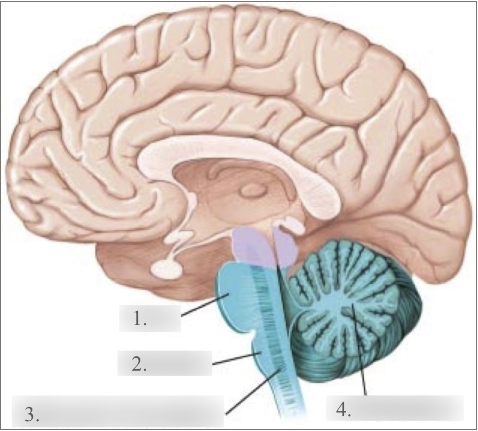 <p>Name each structure</p>