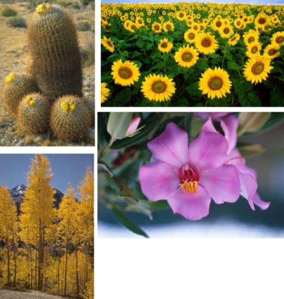 <p>Type? Phylum?</p>