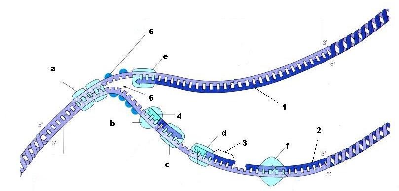<p>From the diagram above, is <strong>structure 2</strong> the lagging strand or the leading strand?</p>