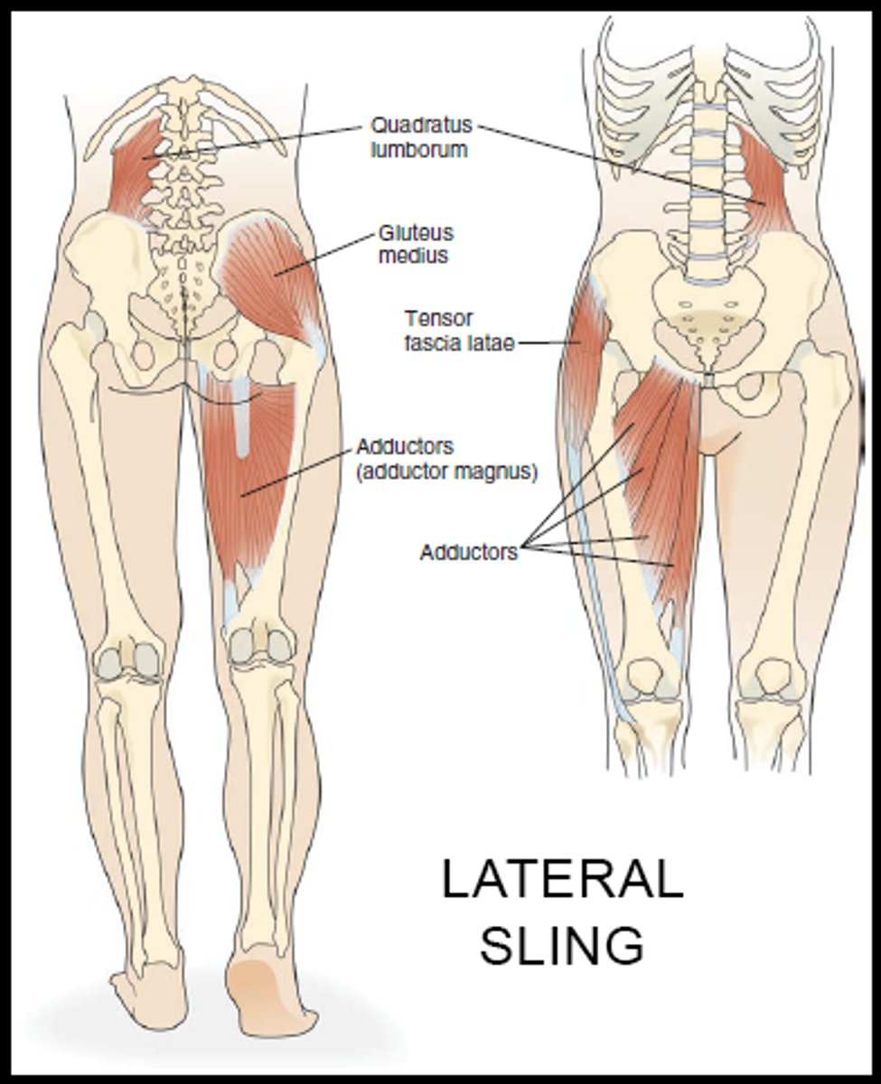 <p>- Erector spinae - pushes up posterior on sacrum</p><p>- Rectus abdominus pulls innominate up</p><p>- Active force counteracts and creates stability (self locking mechanism)</p>
