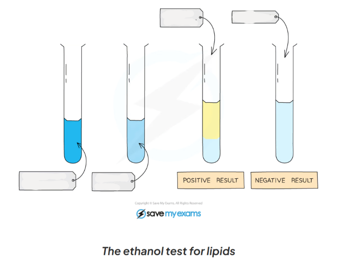 <p>1.13: CP Label this diagram including the apparatus in the process of testing for lipids</p>