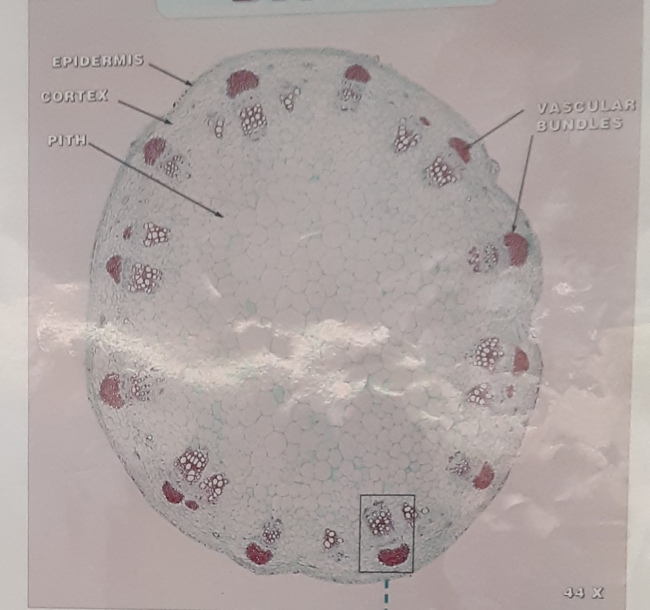 <p>Monocot or dicot </p>