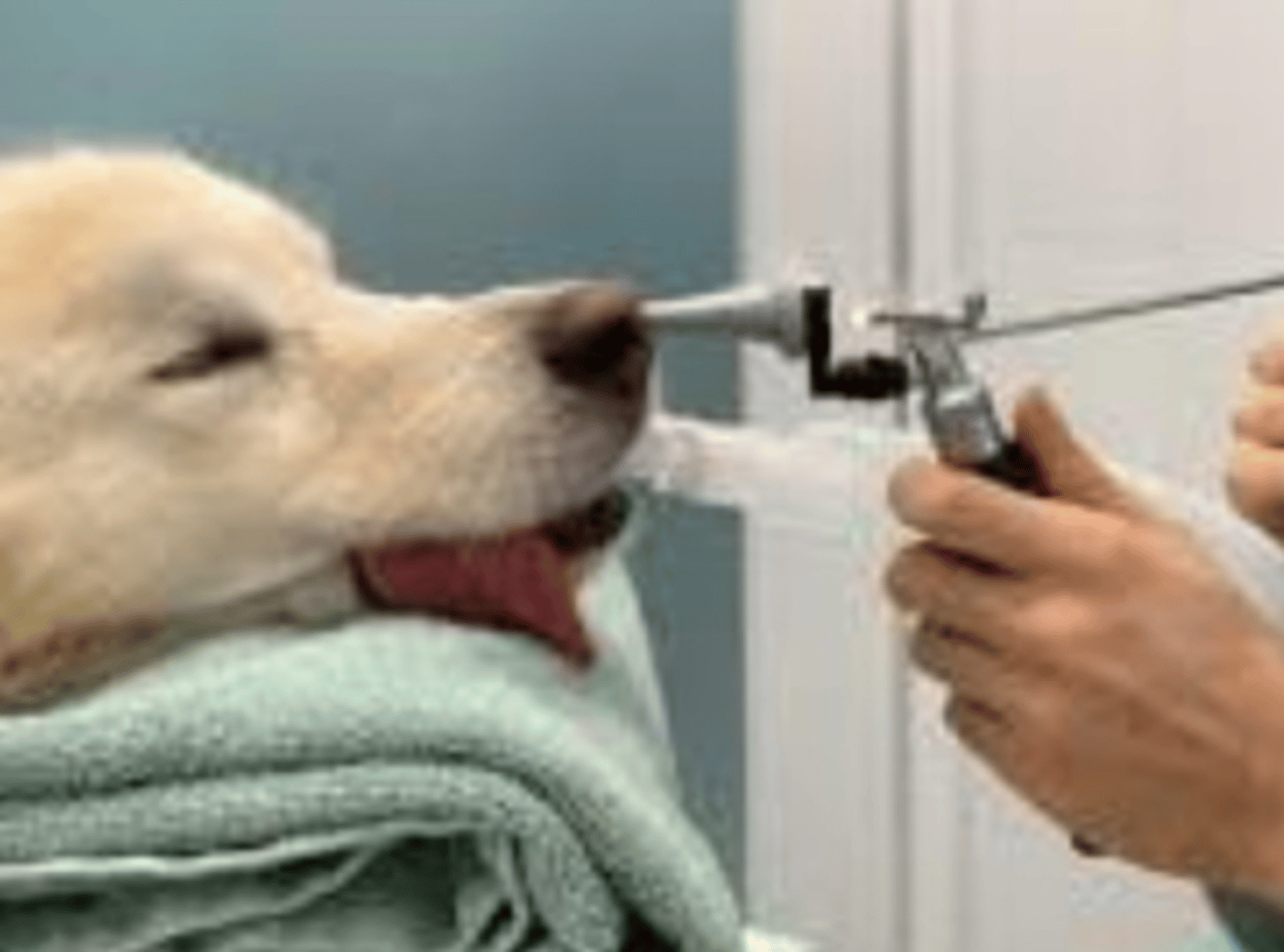 <p>¿cual instrumento utilizaría para extracción del cuerpo extraño?</p>