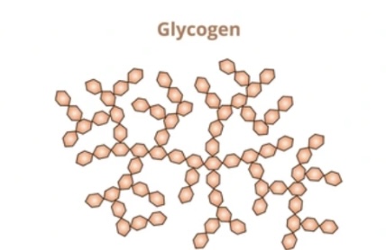 <p>Animal storage polysaccharide of α-glucose, </p><p>highly branched and compact, </p><p>allows rapid glucose release.</p>