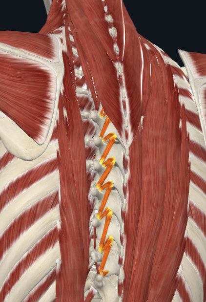 <p>What group of muscles are these</p>