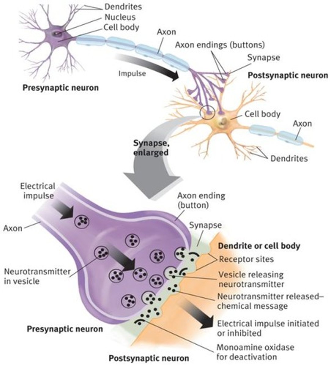 <p>Neurotransmitters released into synapse for neuron communication.</p>