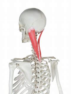 <p>bandage muscles bc they cover vertical mm of neck like a bandage</p>