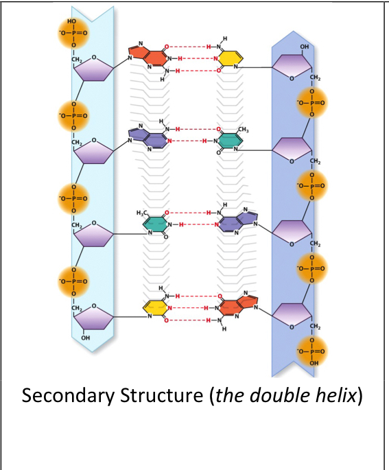 what bonds hold together the double helix of DNA?