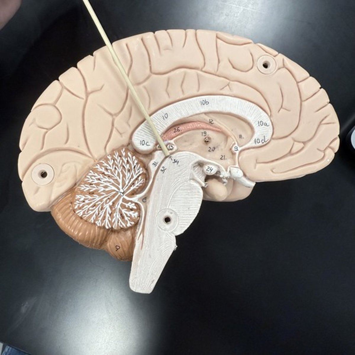 <p>What is this structure?</p>