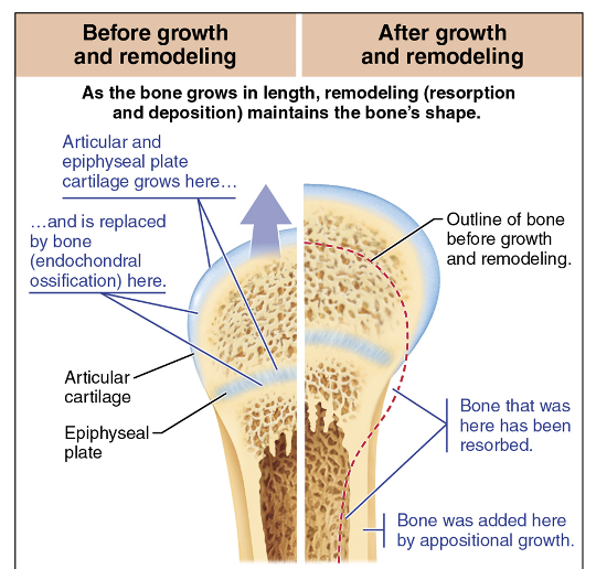 <p><span><span>Bone Remodelling</span></span></p>