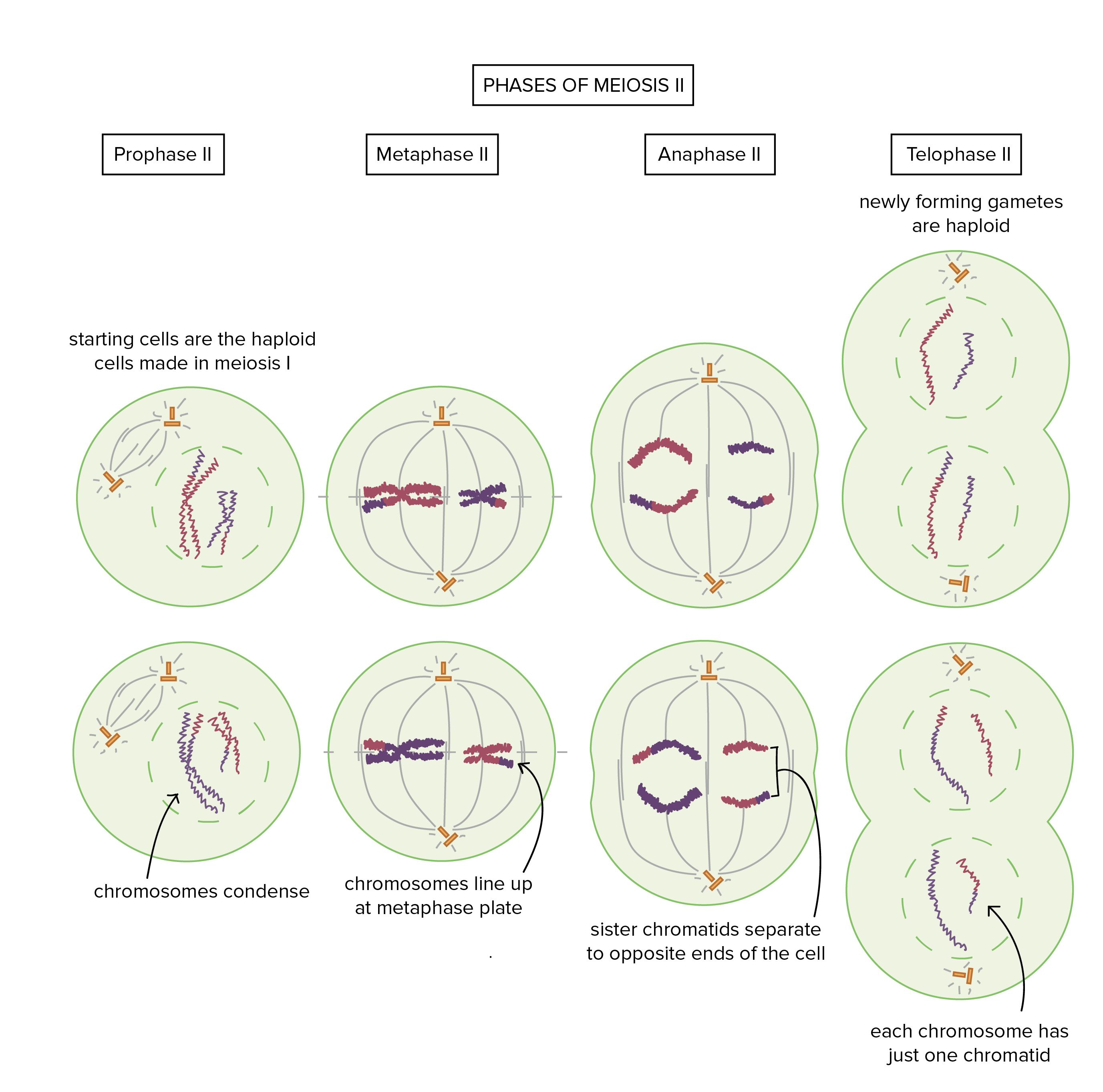 <ol type="1"><li><p><span><strong>Prophase 2: Nucleus membrane around two new daughter cells dissolve. Centrioles duplicate and meiotic spindles form.</strong></span></p></li><li><p><span><strong>Metaphase 2: Chromosomes line up at equator. Meiotic spindles attach to each chromatid.</strong></span></p></li><li><p><span><strong>Anaphase 2: Sister chromatids are separated by the spindle microtubules = individual chromosomes</strong></span></p></li><li><p><span><strong>Telophase 2: chromosomes opposite end of cell -&gt; membranes form = new nuclei formed. Cytokinesis occurs -&gt; four new cells</strong></span></p></li></ol><p></p>