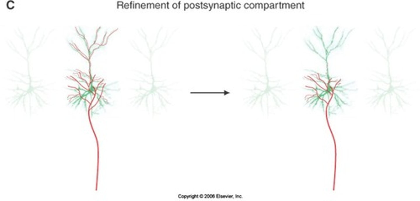 <p>a neuron that comes in and blankets the postsynaptic cell, needs to prune back so that it is only in one particular part of the cell</p>
