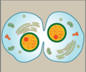 <p>a cleavage furrow separates the daughter cells</p>