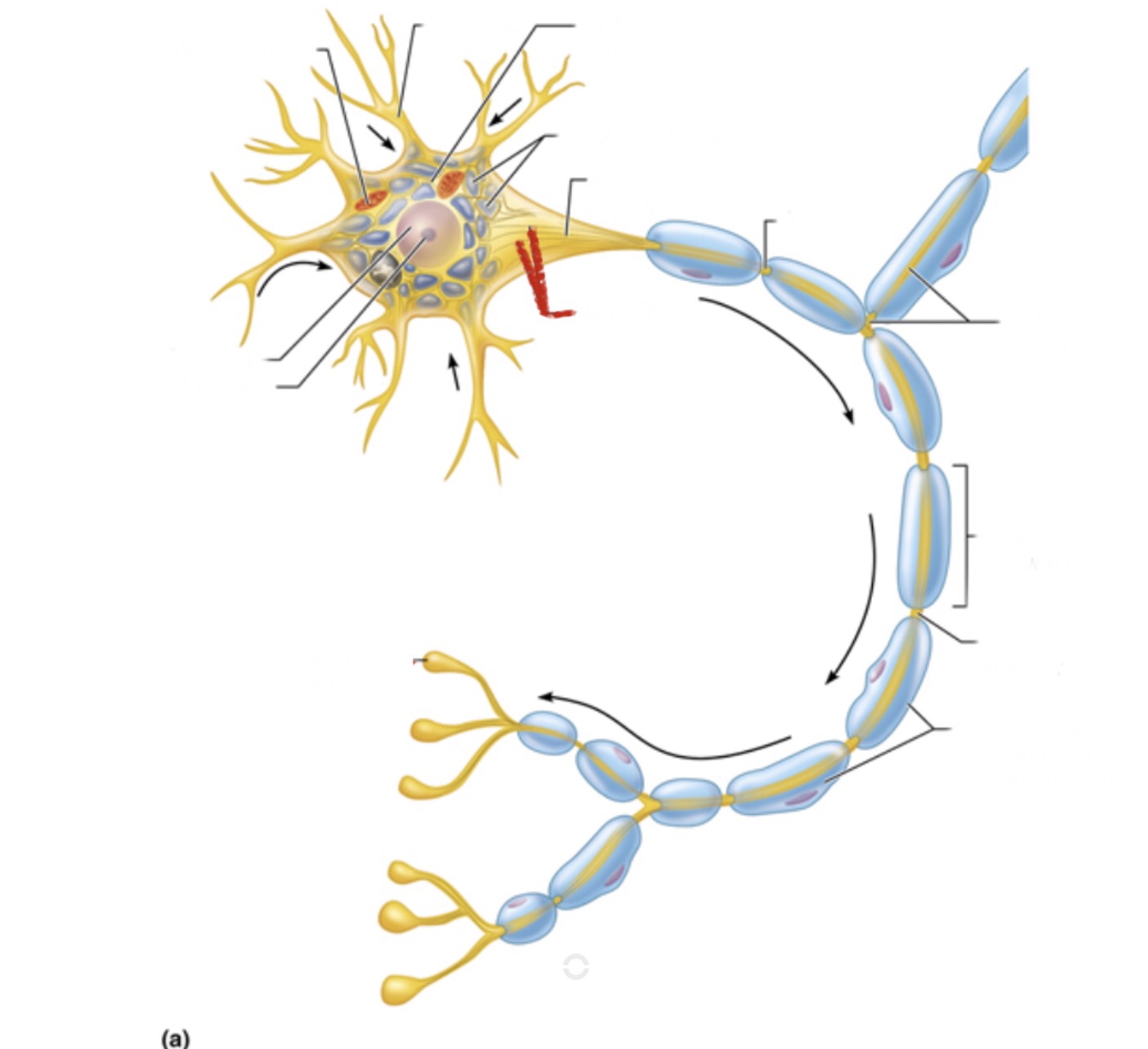 knowt flashcard image