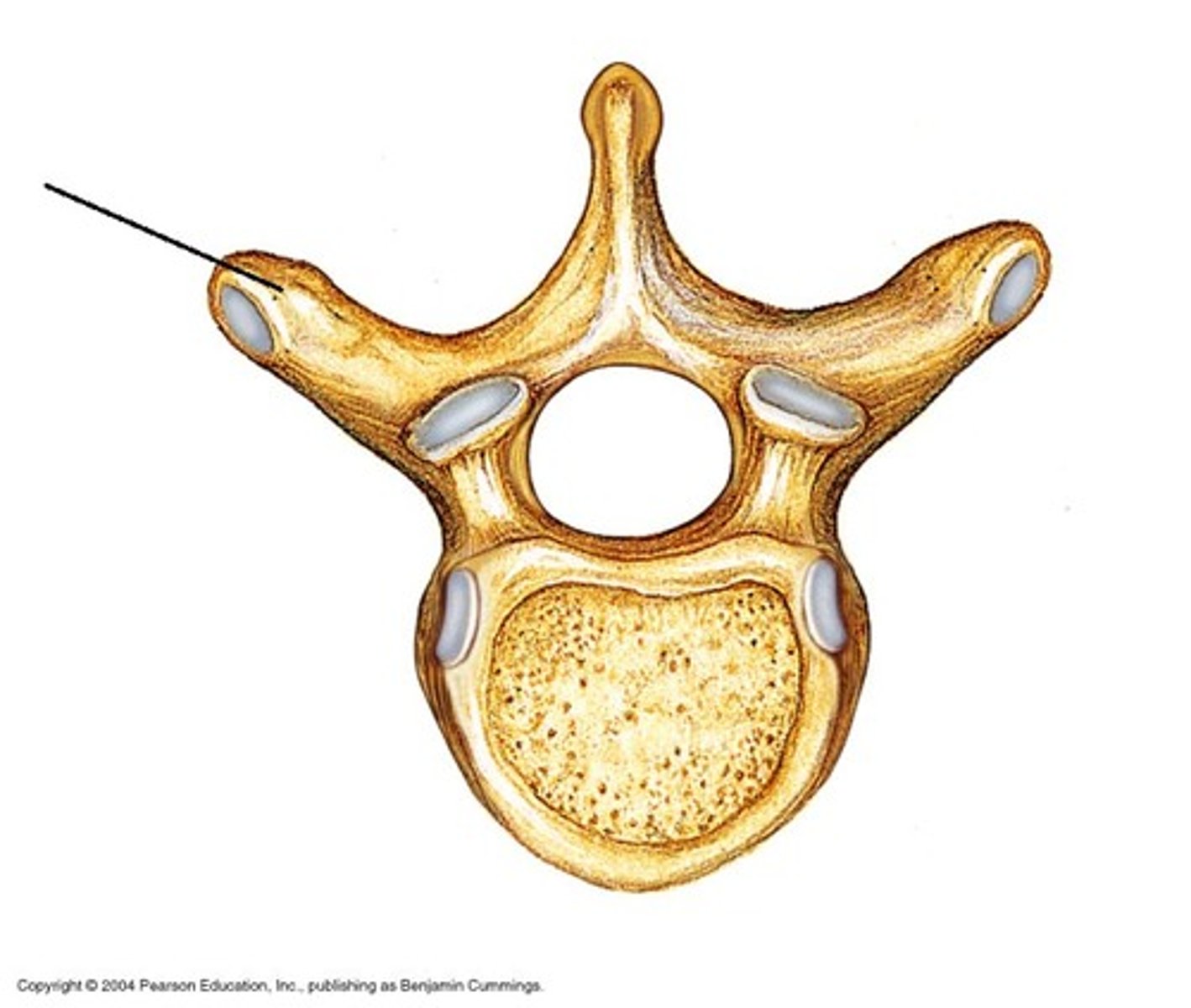 <p>small bony projection off left and right side of vertebrae</p>