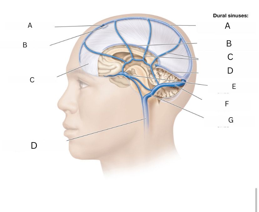 <p>cerebral veins</p>