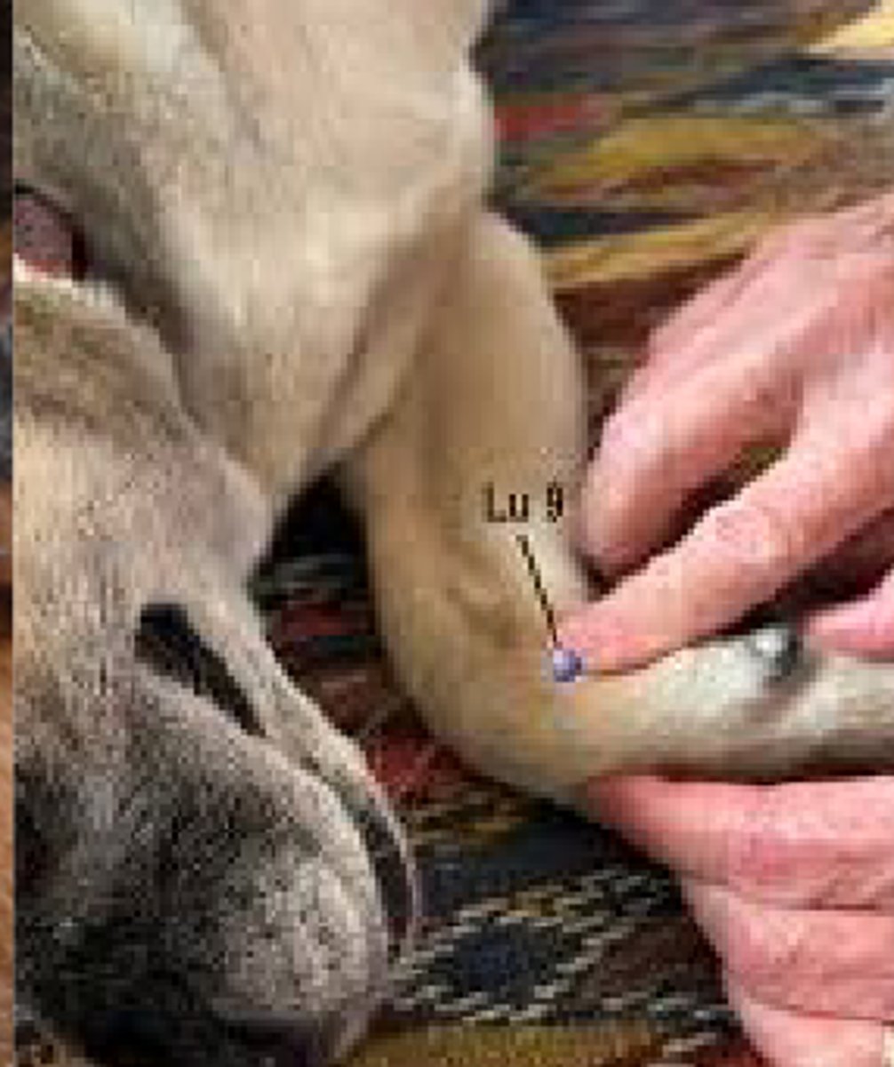 <p>Which type of acupuncture uses firm pressure applied to acupoints to relieve pain and relax animals?</p>