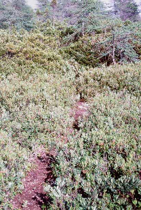 <p><span>a distinct, worn-down path or trail created by the repeated travel of small animals through dense undergrowth.</span></p>