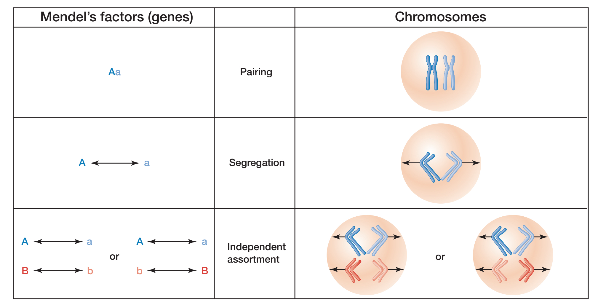 <p>Law of segregation, law of independent assortment,&nbsp;genes located on chromosomes </p>