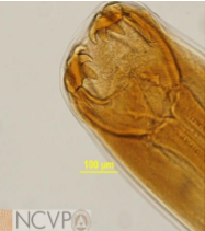<p>3 pairs of teeth</p>