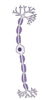 <p>relay neuron (multipolar)</p>
