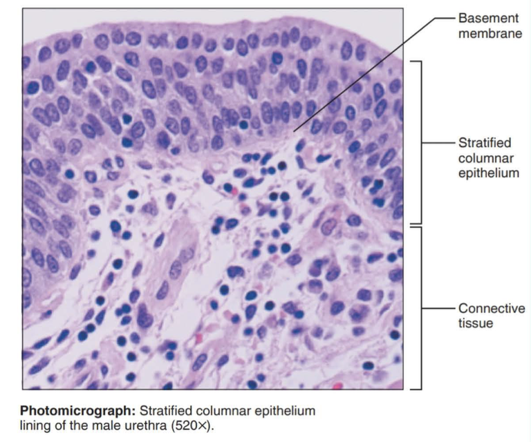 <p>Function: protection and secretion</p><p></p><p>Location: rare in the body; small amounts in male urethra and in large ducts of some glands</p>