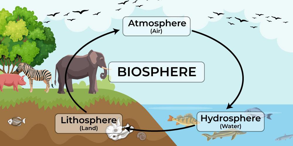 <ul><li><p>The collection of all ecosystems, representing the zone of life on Earth.</p></li><li><p>Highest level of organization</p></li><li><p>Includes land, water, and portions of the atmosphere.</p></li></ul><p></p>