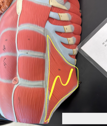 <p>What muscle is the yellow line indicating?</p>