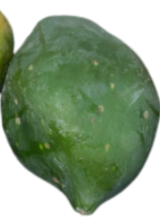 <p>What is its physiological maturity and commercial maturity?</p>