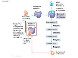 A method of metabolic control in which the end product of a metabolic pathway acts as an inhibitor of an enzyme within that pathway.